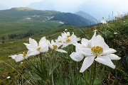 94 Anemone narcissino